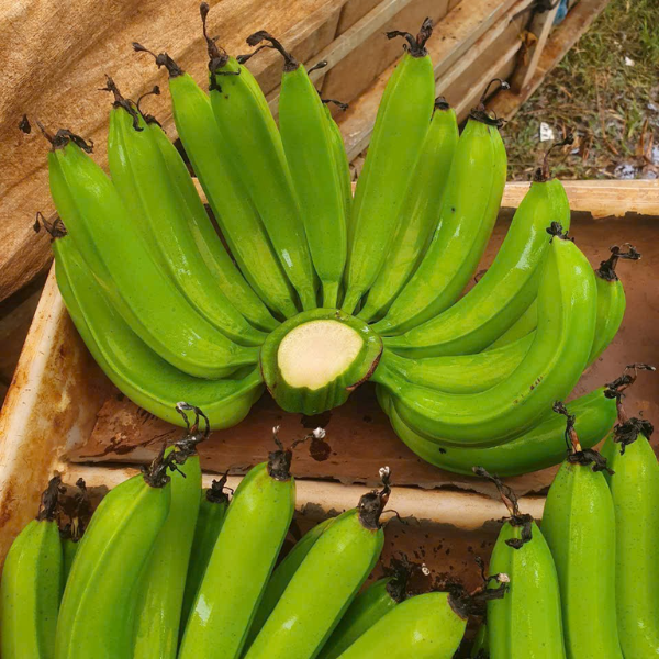 Chuối xanh